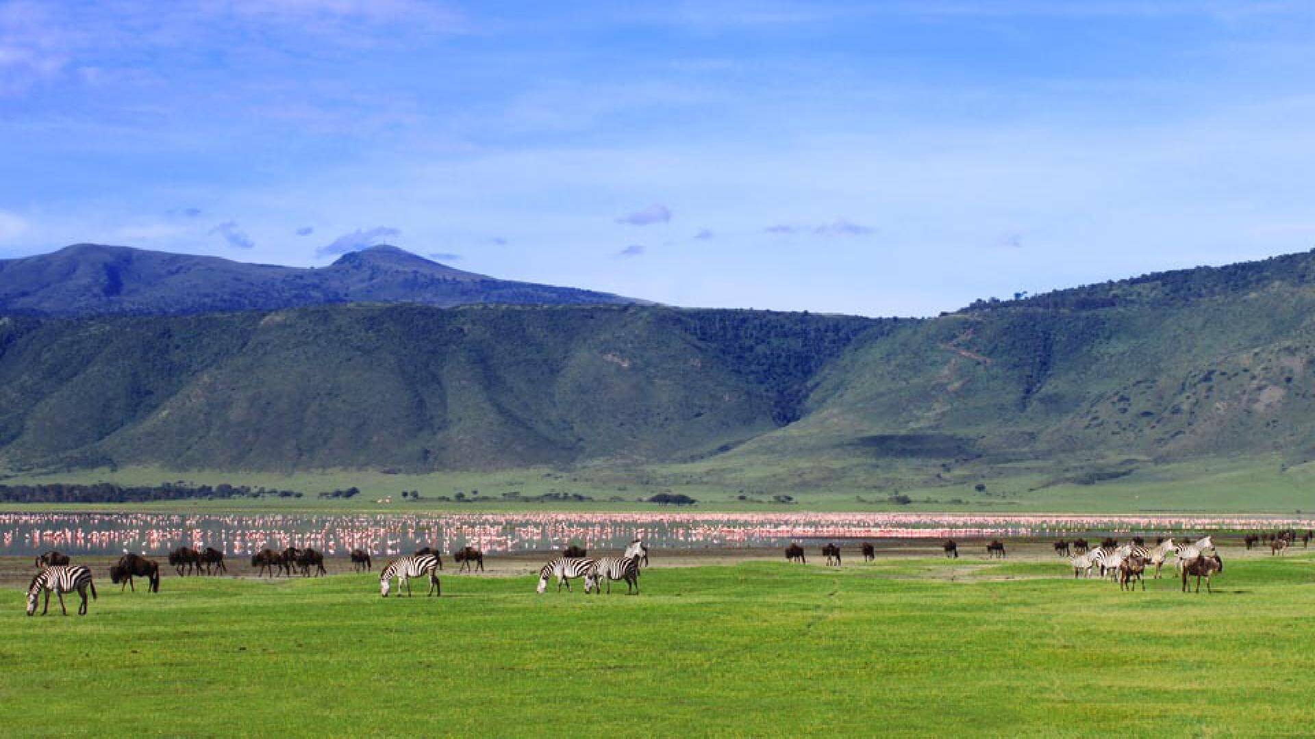 a herd of zebras grazing in a grassy field