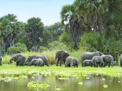 a group of elephants in a grassy area