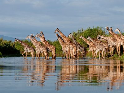 a group of giraffes standing in water