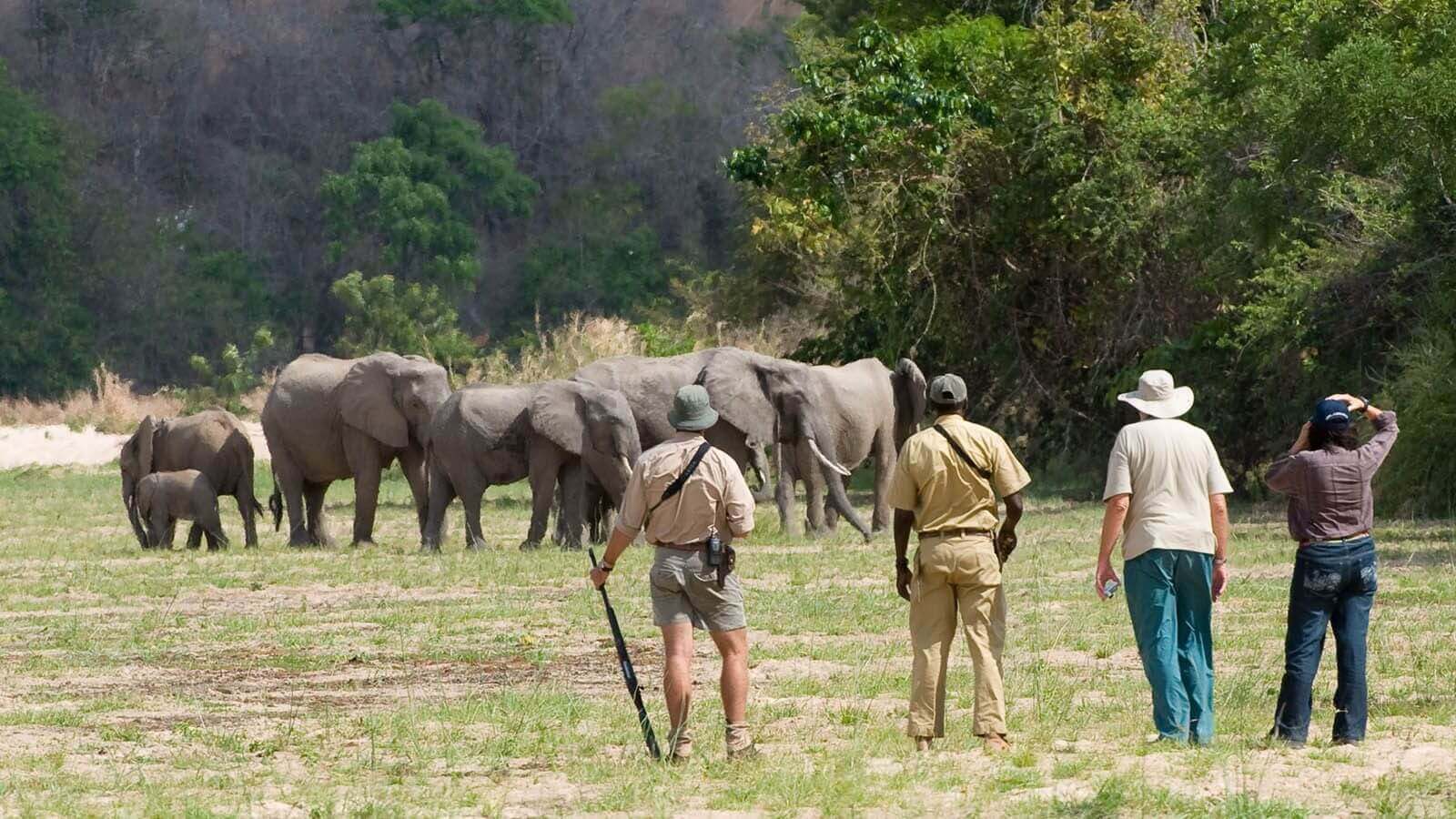 Tanzania safari