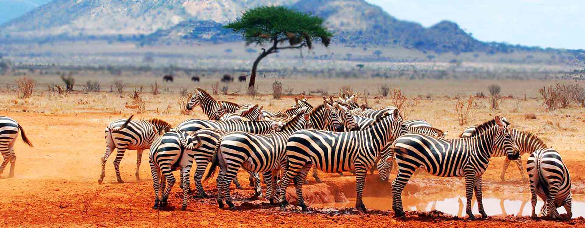 tanzania-wildlife-safari