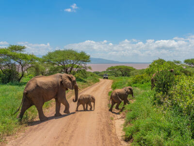 elephants crossing a dirt road