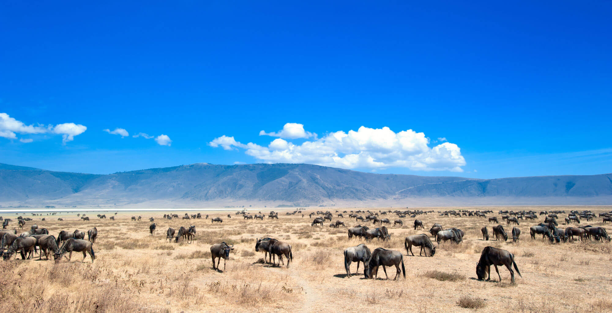 a herd of wildebeest in a field