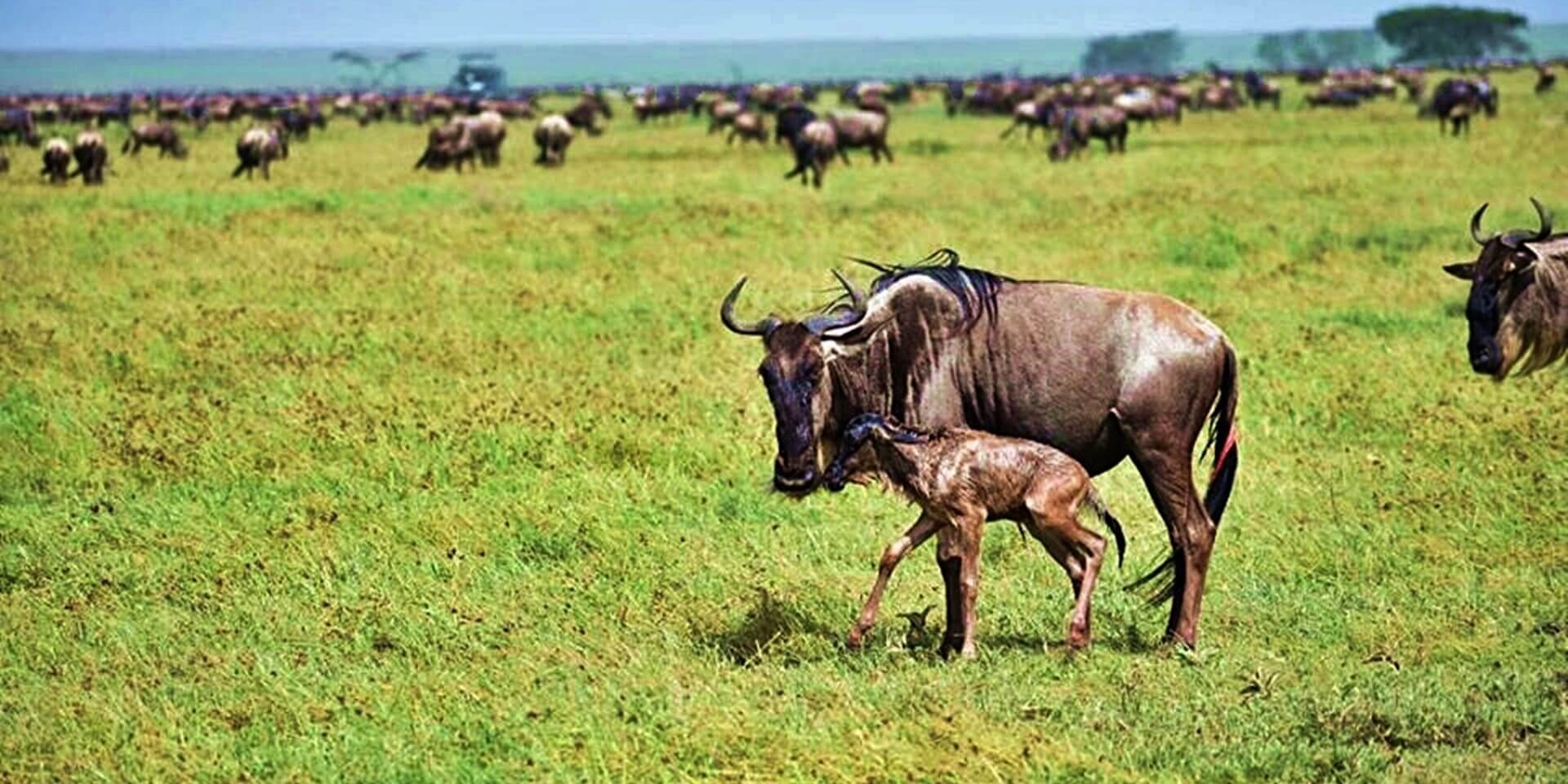 Tanzania wildebeest migration