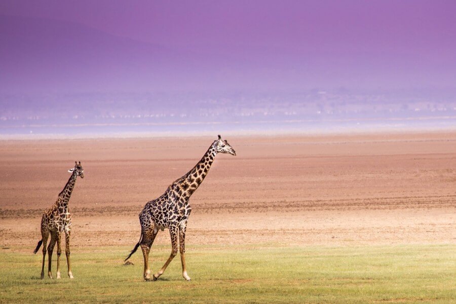 two giraffes walking in a field