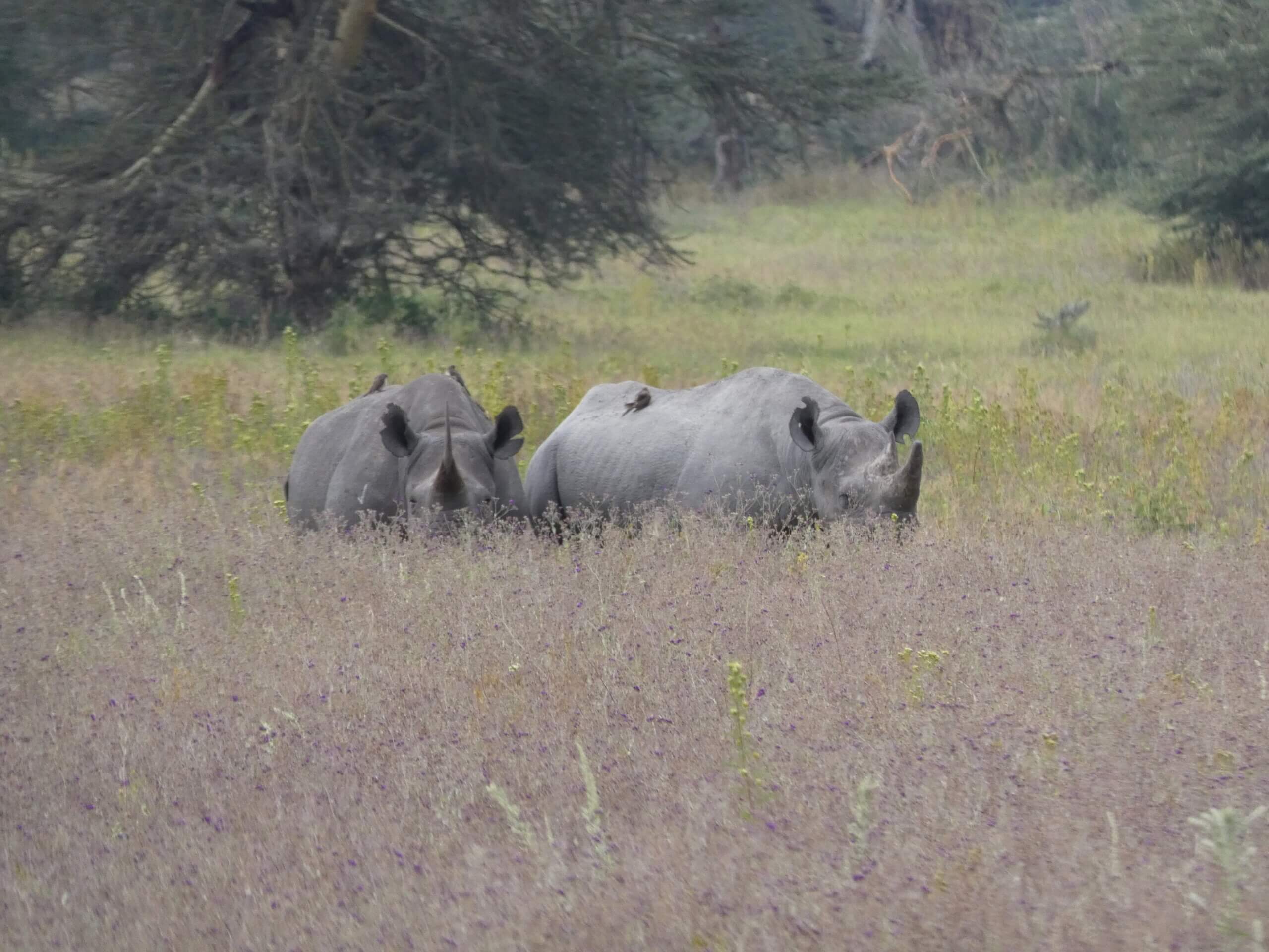 TWO elusive rhinos - a truly special moment!