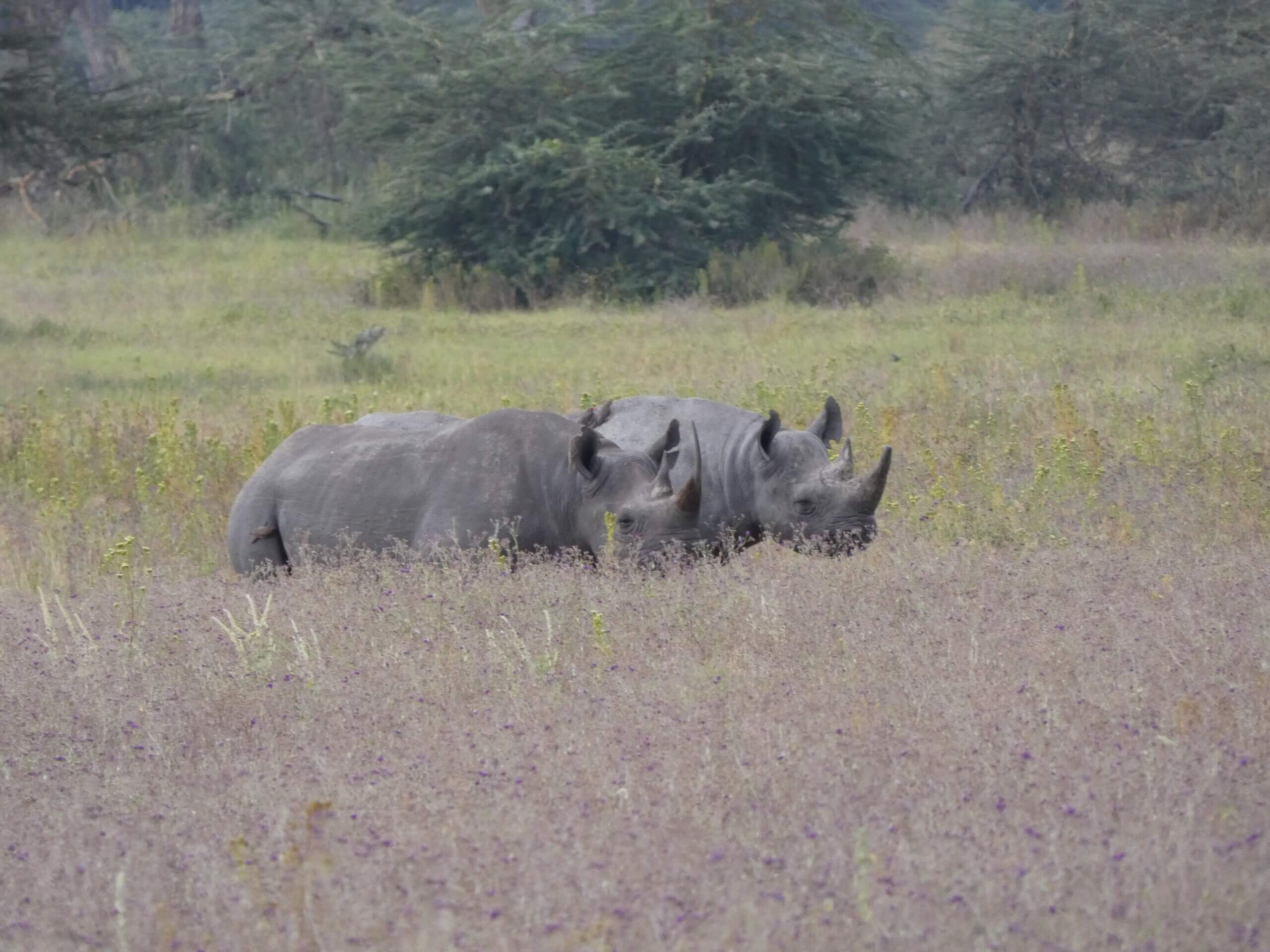 TWO elusive rhinos - a truly special moment!