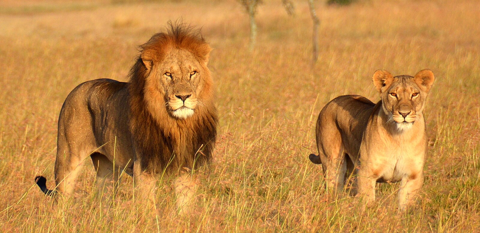 a lion and lioness in a grassy field