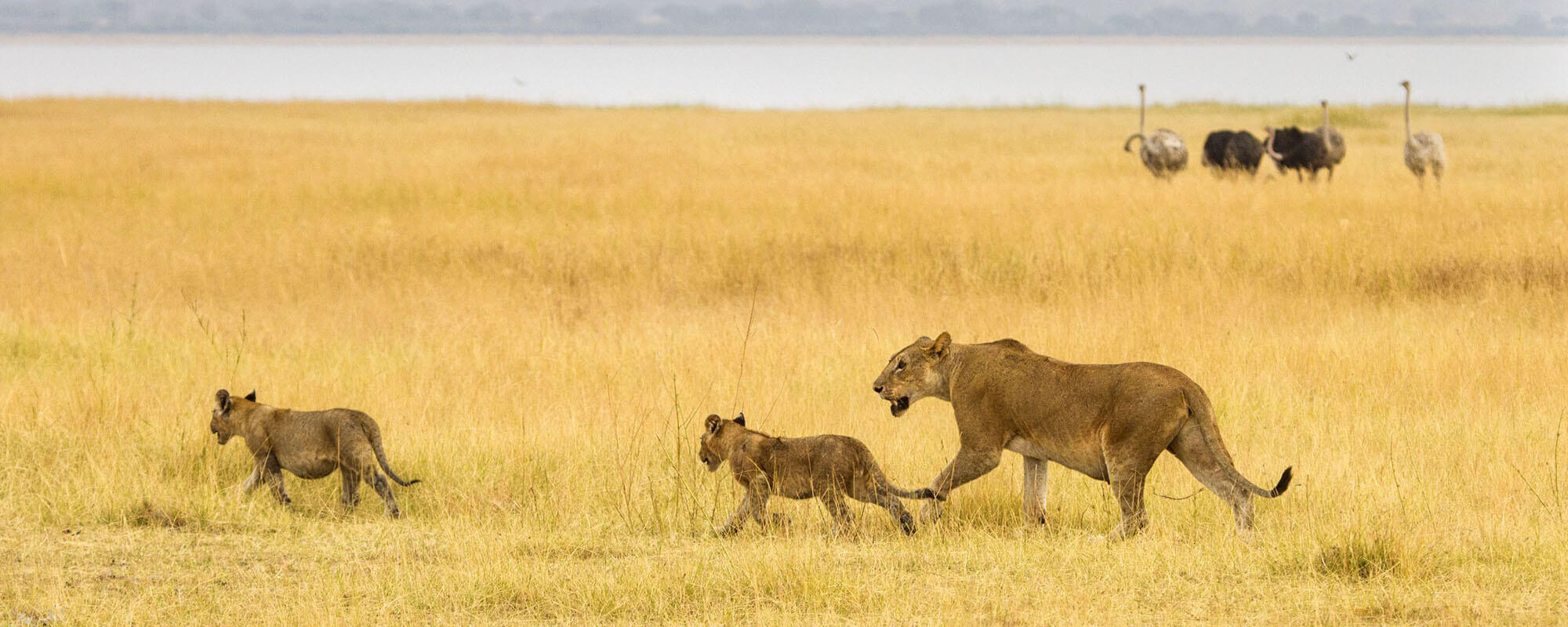 a lioness and cub in a field