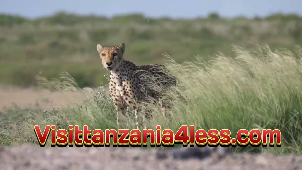 Tips for Visiting Tanzania on a Shoestring Budget