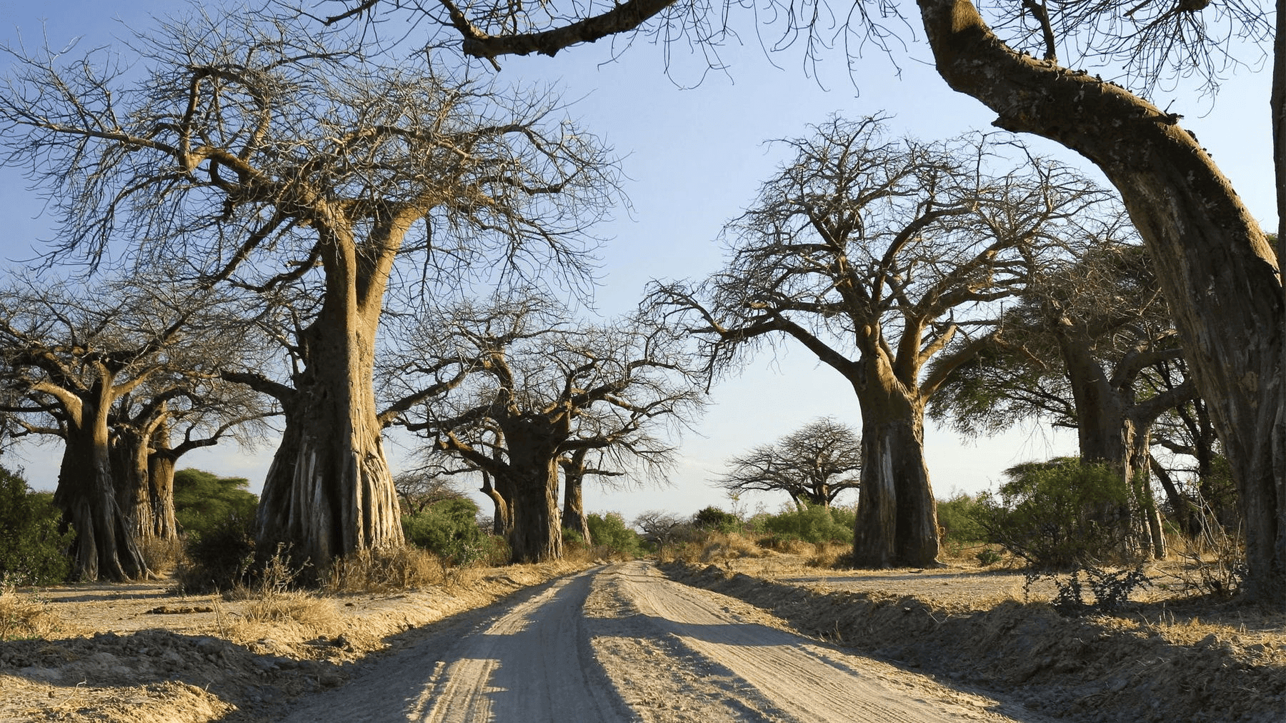 Top 10 Breathtaking Must-Visit Attractions in Tanzania