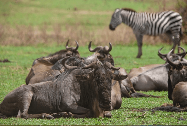 3-days-tanzania-camping-safari