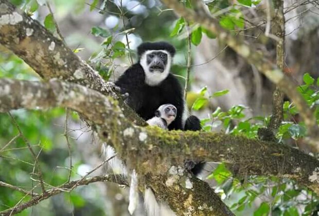 Arusha-national-park