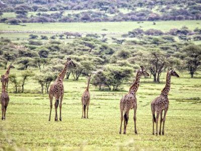 a group of giraffes in a field