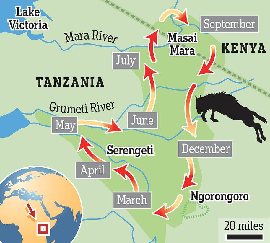 When is the Best Time For Wildebeest Migration in Serengeti?