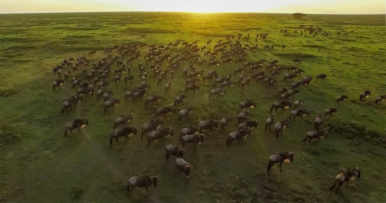 Serengeti wildebeest migration