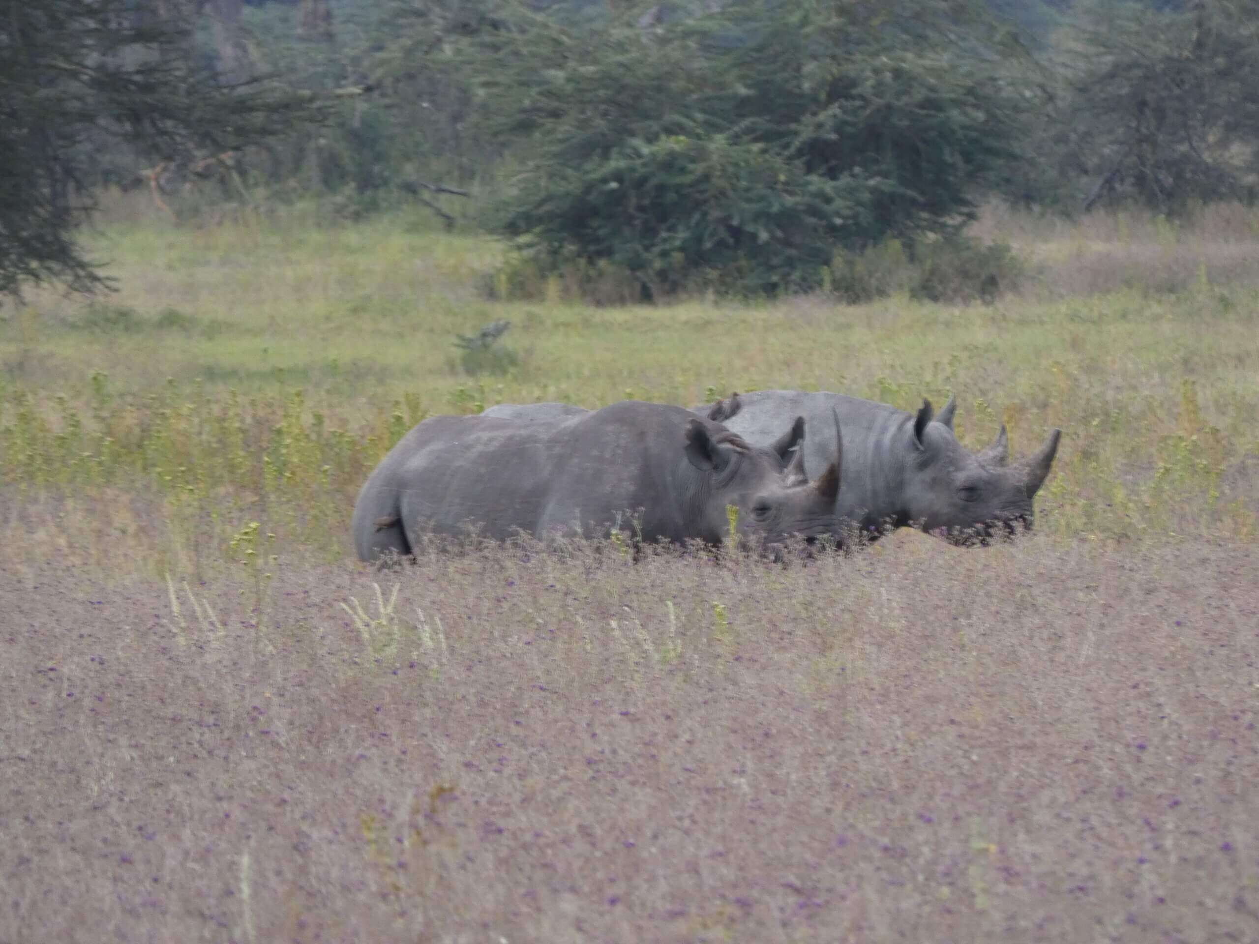 a group of rhinoceros in a field