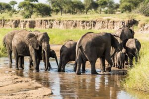 3-Days-Safari-to-Tarangire-Ngorongoro-and-Lake-Manyara