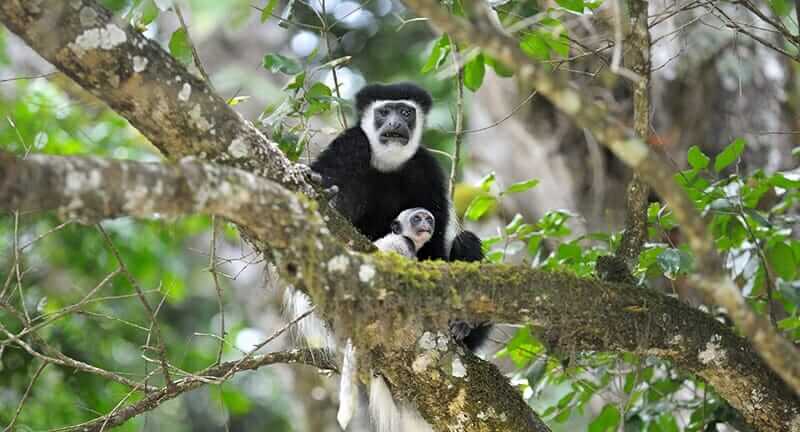 Arusha-national-park-colubus-monkey