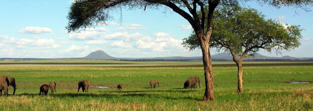 Tarangire Day Trip: Experience the Adventure for Just $274!