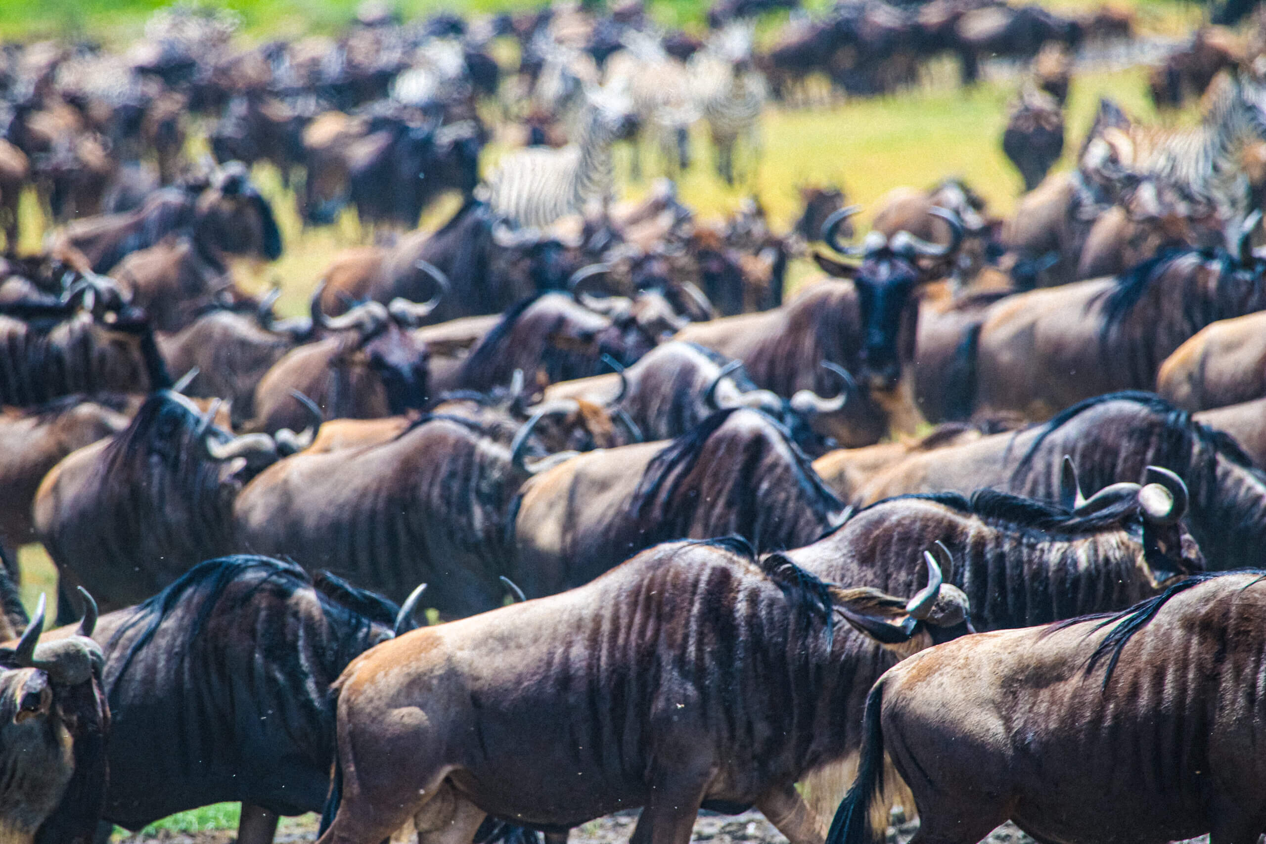 a large group of animals in a field