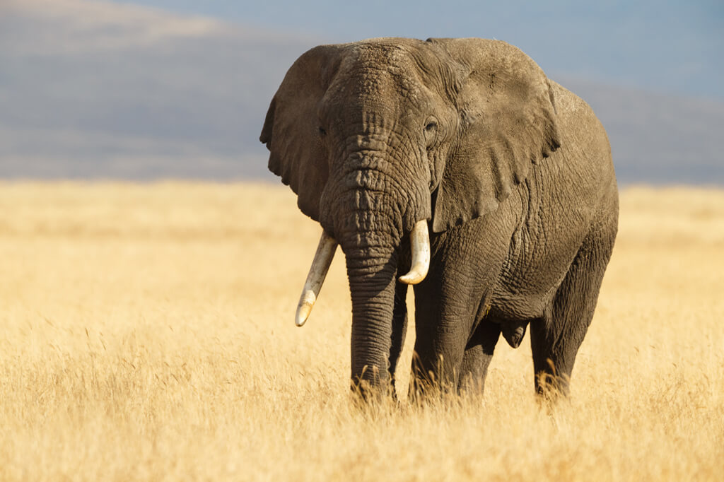 Adult Male Elephant Serengeti Tanzania