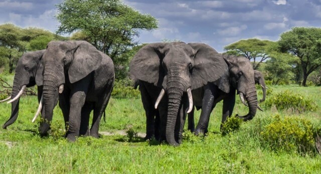 Elephants in Tarangire National Park