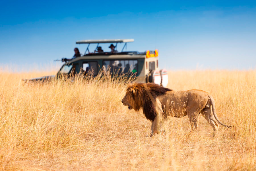 PARK SERENGETI NATIONAL PARK SERONERA AREA