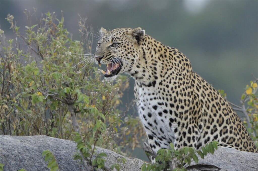 Serengeti National Park 1 1024x681 1