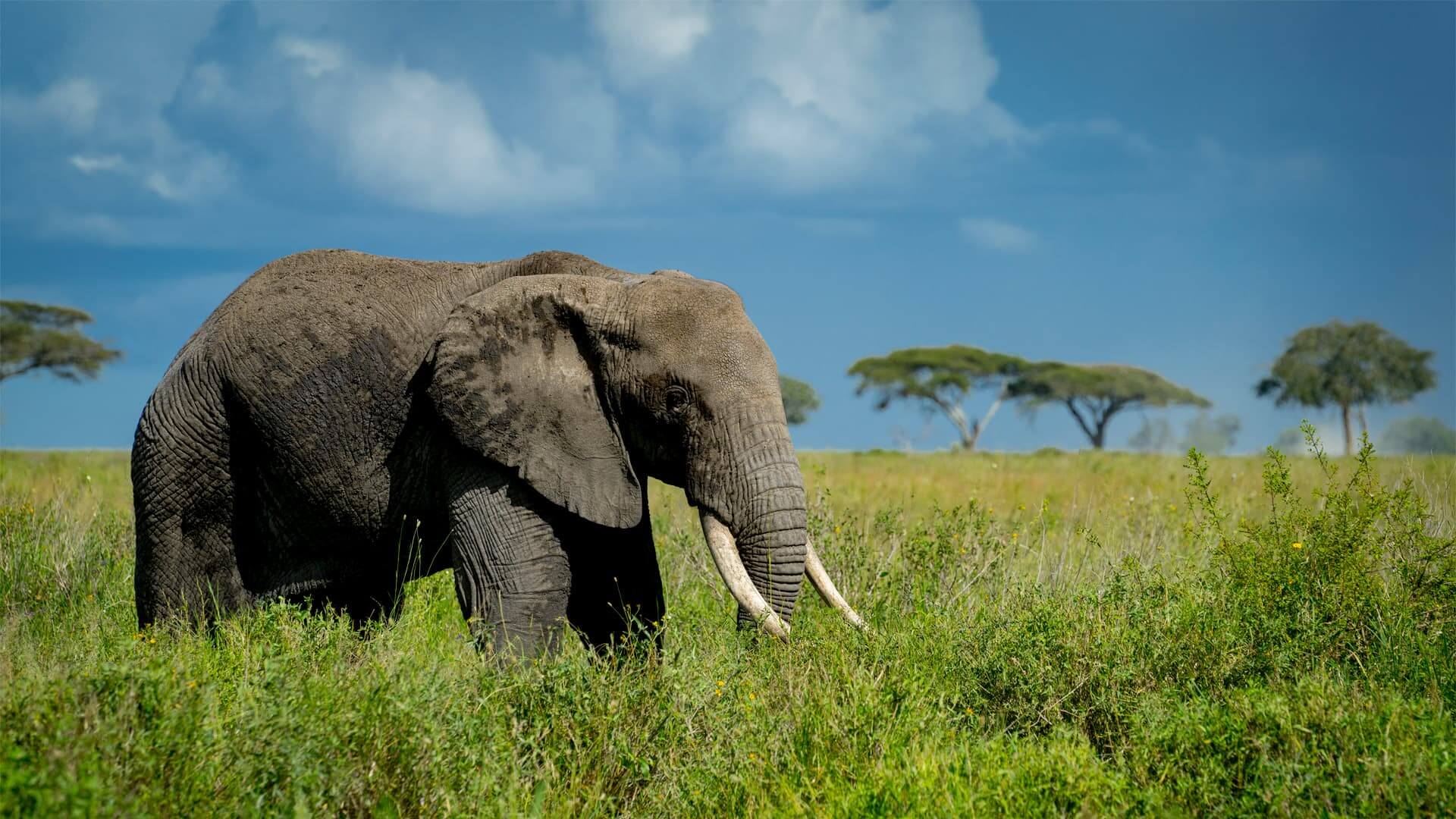 elephant header