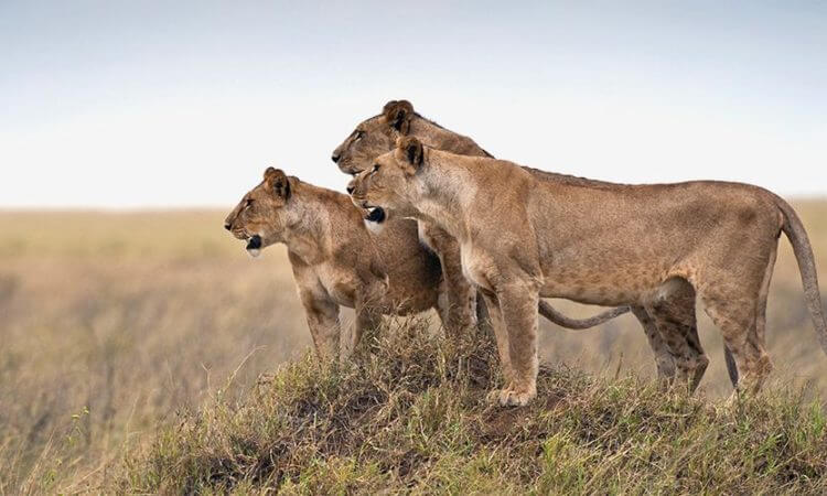 serengeti lions 750x450 1